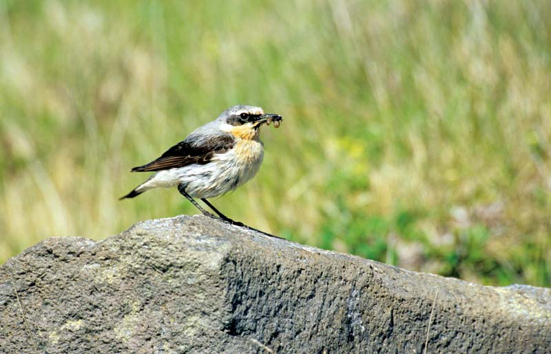 Vogel sitzt auf einem Stein am Boden