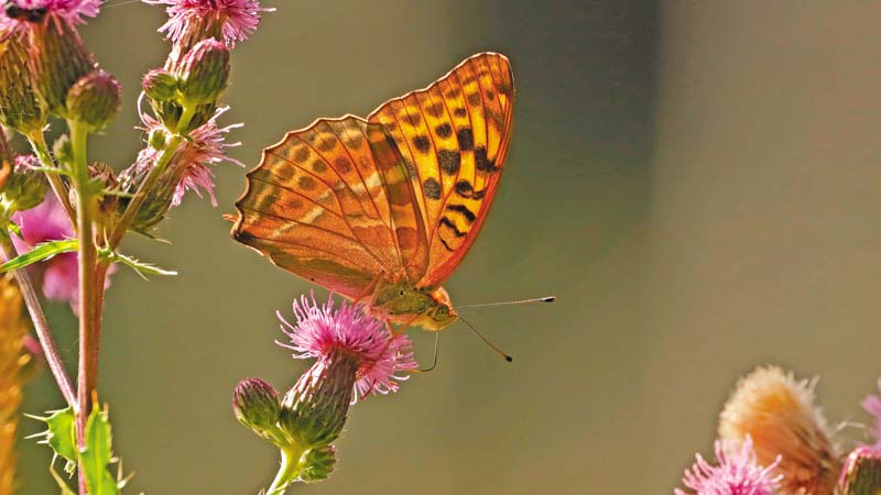 Schmetterling sitzt auf einer Blüte